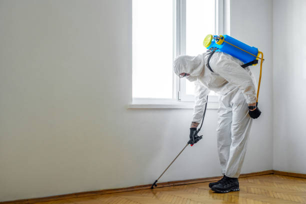 Best Flea Control Services  in Forest View, IL