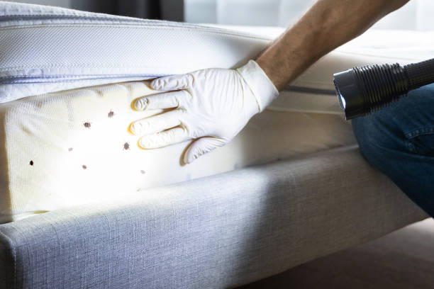 Pest Prevention Services in Forest View, IL
