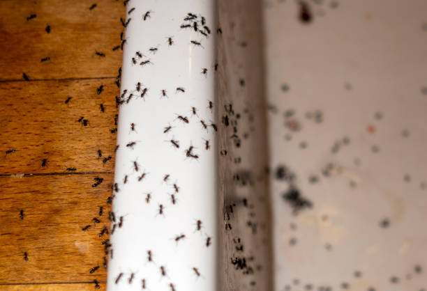 Best Ant Control Services  in Forest View, IL