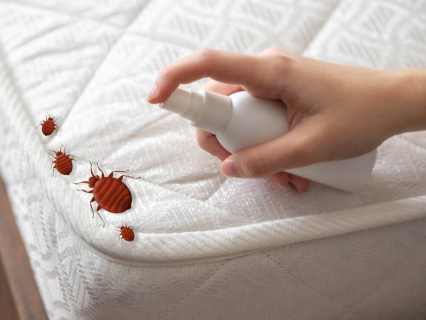 Best Pest Prevention Services  in Forest View, IL