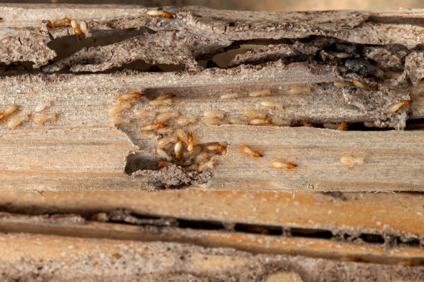 Best Bed Bug Extermination  in Forest View, IL